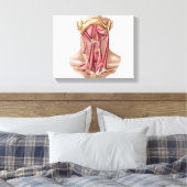 Anatomie van humane Hyoïd bot- en nekspieren Canvas Afdruk (Insitu (Slaapkamer))