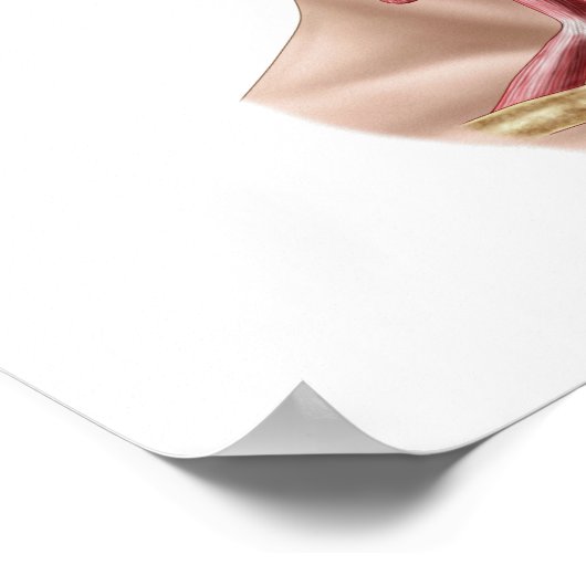 Anatomie van humane Hyoïd bot- en nekspieren Poster (Hoek)