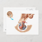 Anatomie van hypofyse briefkaart (Voorkant / Achterkant)