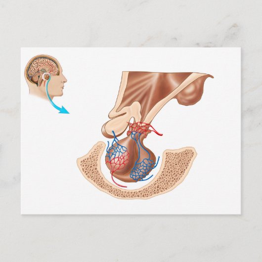 Anatomie van hypofyse briefkaart (Voorkant)