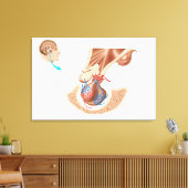 Anatomie van hypofyse canvas afdruk (Insitu (Woonkamer))