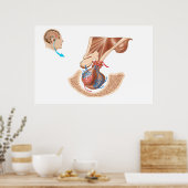 Anatomie van hypofyse poster (Keuken)