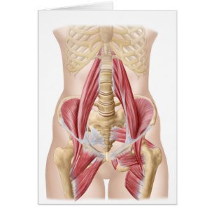 Anatomie van Iliopsoa, de dorsale heupspieren