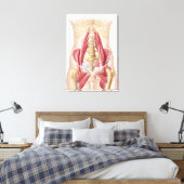 Anatomie van Iliopsoa, de dorsale heupspieren Canvas Afdruk (Insitu (Slaapkamer))