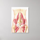 Anatomie van Iliopsoa, de dorsale heupspieren Canvas Afdruk (Voorkant)