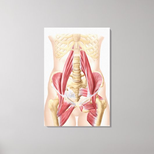 Anatomie van Iliopsoa, de dorsale heupspieren Canvas Afdruk (Voorkant)