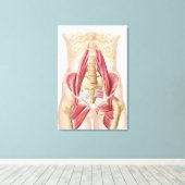 Anatomie van Iliopsoa, de dorsale heupspieren Canvas Afdruk (Insitu (Houten vloer))