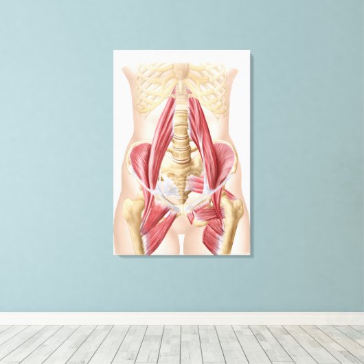 Anatomie van Iliopsoa, de dorsale heupspieren Canvas Afdruk (Insitu (Houten vloer))