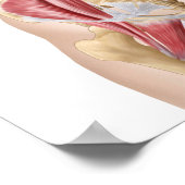 Anatomie van Iliopsoa, de dorsale heupspieren Poster (Hoek)