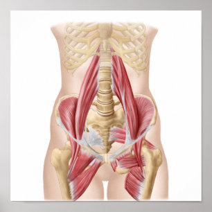 Anatomie van Iliopsoa, de dorsale heupspieren Poster