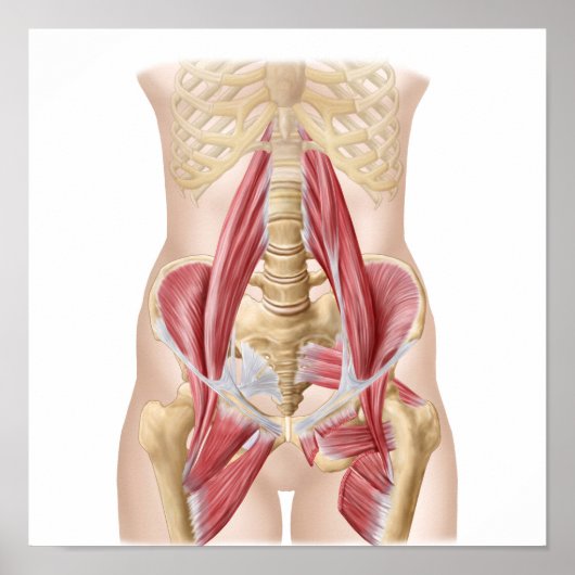 Anatomie van Iliopsoa, de dorsale heupspieren Poster (Voorkant)