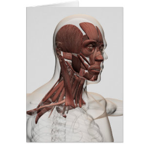 Anatomie van mannelijke gezichts- en nekspieren, v