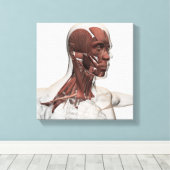 Anatomie van mannelijke gezichts- en nekspieren, v canvas afdruk (Insitu (Houten vloer))