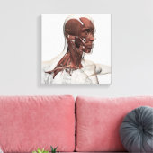 Anatomie van mannelijke gezichts- en nekspieren, v canvas afdruk (Insitu (Woonkamer))