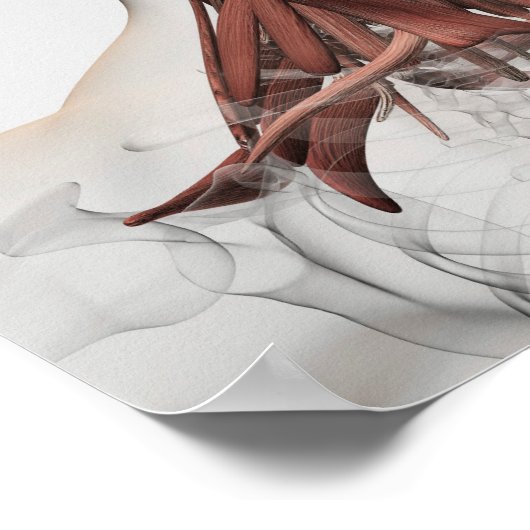 Anatomie van mannelijke gezichts- en nekspieren, v poster (Hoek)