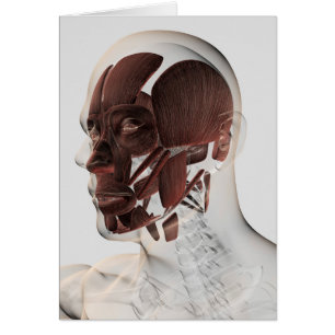 Anatomie van mannelijke gezichtsspieren, Uitzicht 