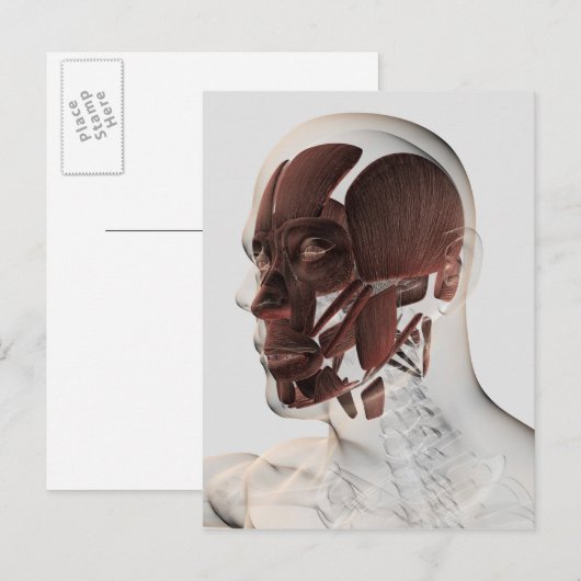 Anatomie van mannelijke gezichtsspieren, Uitzicht Briefkaart (Voorkant / Achterkant)
