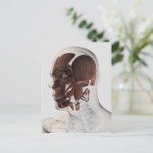 Anatomie van mannelijke gezichtsspieren, Uitzicht  Briefkaart (Staand voorkant)