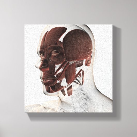 Anatomie van mannelijke gezichtsspieren, Uitzicht  Canvas Afdruk (Voorkant)
