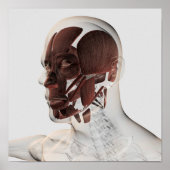 Anatomie van mannelijke gezichtsspieren, Uitzicht  Poster (Voorkant)