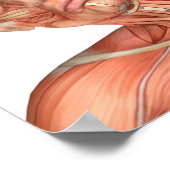 Anatomie van mannelijke hoofdspieren in verschille poster (Hoek)