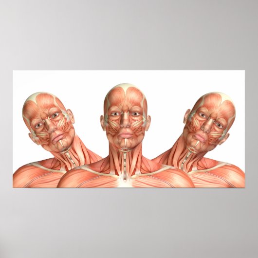Anatomie van mannelijke hoofdspieren in verschille poster (Voorkant)