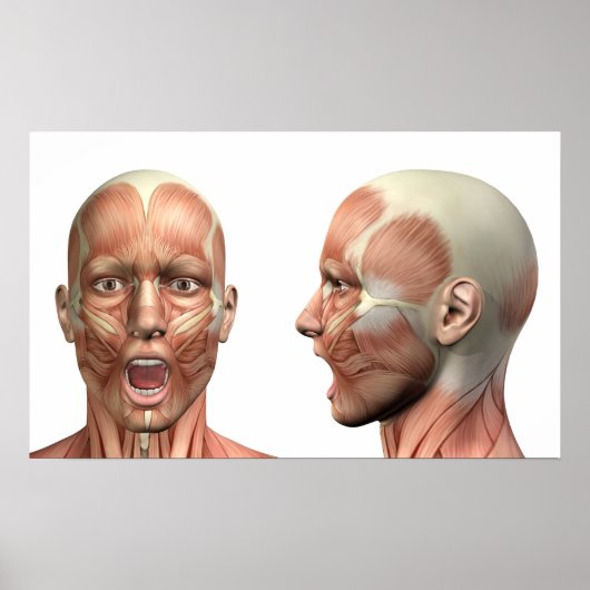 Anatomie van mannelijke hoofdspieren in verschille poster (Voorkant)