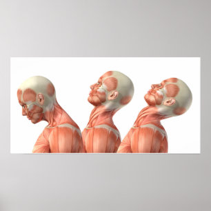 Anatomie van mannelijke hoofdspieren in verschille poster