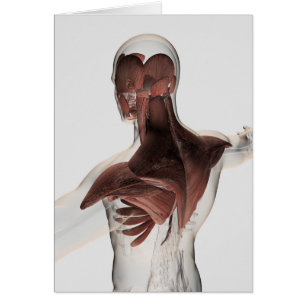 Anatomie van mannelijke spieren in bovenlichaam 1