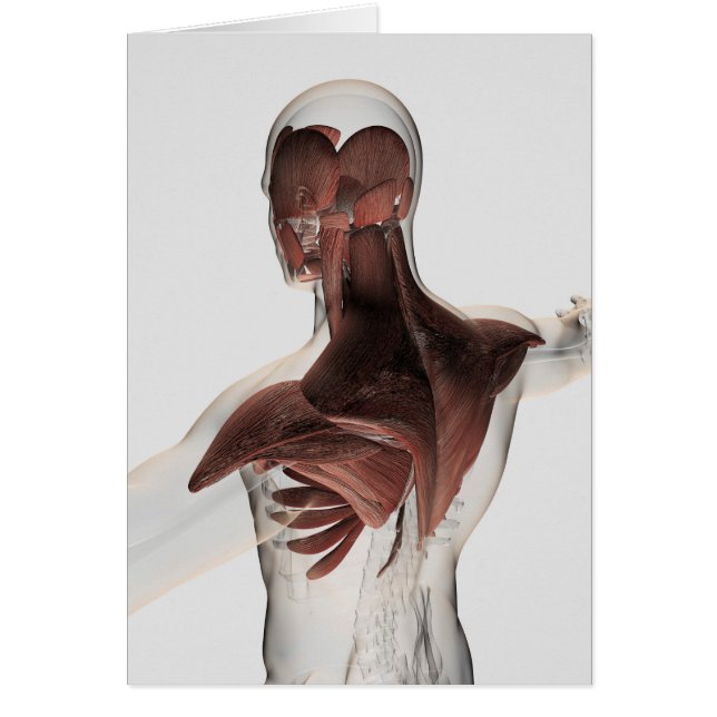 Anatomie van mannelijke spieren in bovenlichaam 1 (Voorkant)