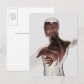 Anatomie van mannelijke spieren in bovenlichaam 1 briefkaart (Voorkant / Achterkant)