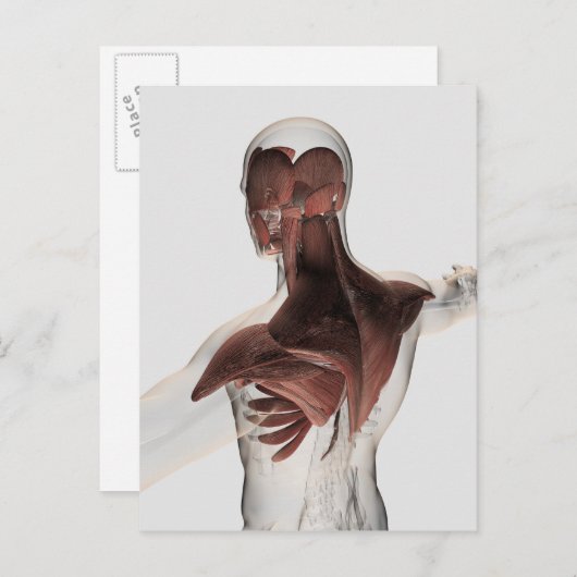 Anatomie van mannelijke spieren in bovenlichaam 1 briefkaart (Voorkant / Achterkant)