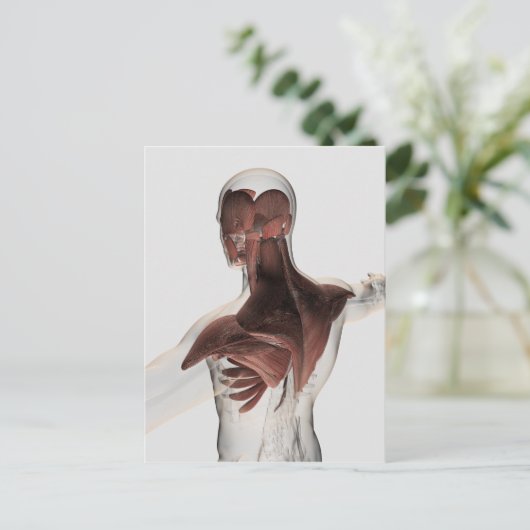 Anatomie van mannelijke spieren in bovenlichaam 1 briefkaart (Staand voorkant)