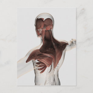 Anatomie van mannelijke spieren in bovenlichaam 1 briefkaart