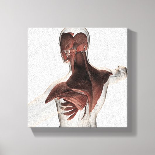 Anatomie van mannelijke spieren in bovenlichaam 1 canvas afdruk (Voorkant)