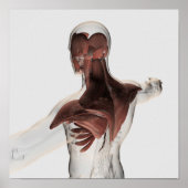 Anatomie van mannelijke spieren in bovenlichaam 1 poster (Voorkant)