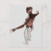 Anatomie van mannelijke spieren in bovenlichaam 2 briefkaart (Voorkant)