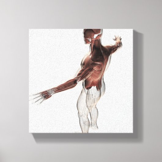 Anatomie van mannelijke spieren in bovenlichaam 2 canvas afdruk (Voorkant)