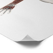 Anatomie van mannelijke spieren in bovenlichaam 2 poster (Hoek)