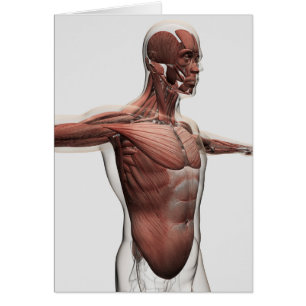 Anatomie van mannelijke spieren in bovenlichaam, U