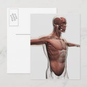 Anatomie van mannelijke spieren in bovenlichaam, U Briefkaart (Voorkant / Achterkant)
