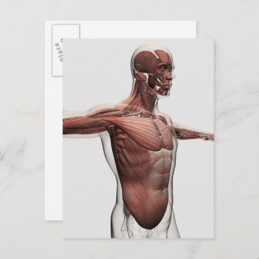 Anatomie van mannelijke spieren in bovenlichaam, U Briefkaart (Voorkant / Achterkant)