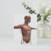 Anatomie van mannelijke spieren in bovenlichaam, U Briefkaart (Staand voorkant)