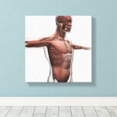 Anatomie van mannelijke spieren in bovenlichaam, U Canvas Afdruk (Insitu (Houten vloer))
