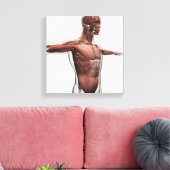 Anatomie van mannelijke spieren in bovenlichaam, U Canvas Afdruk (Insitu (Woonkamer))