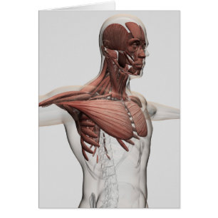 Anatomie van mannelijke spieren in bovenlichaam, v