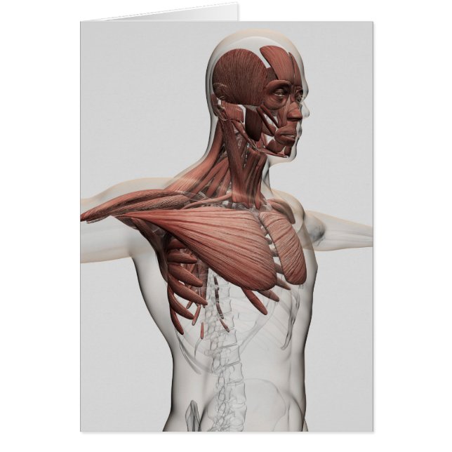 Anatomie van mannelijke spieren in bovenlichaam, v (Voorkant)