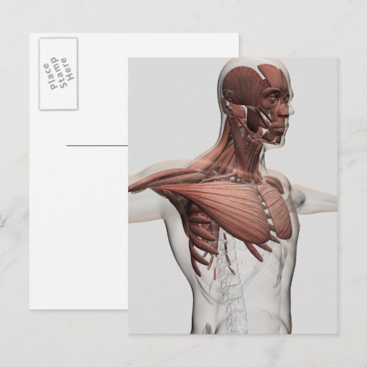 Anatomie van mannelijke spieren in bovenlichaam, v briefkaart (Voorkant / Achterkant)