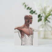Anatomie van mannelijke spieren in bovenlichaam, v briefkaart (Staand voorkant)