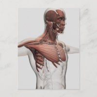 Anatomie van mannelijke spieren in bovenlichaam, v